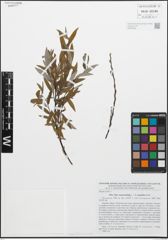 Foto von Salix acutifolia Willd. x Salix rosmarinifolia L.